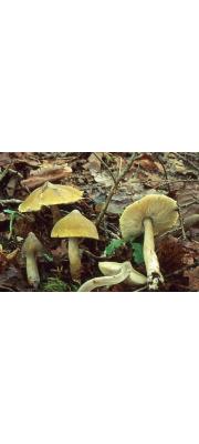 독송이 (Tricholoma muscarium Kawam. ex Hongo)