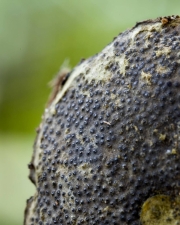 굵은검은점버섯 (Camarops ustulinoides (Henn.) Nannf.)