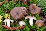 혀만가닥버섯 (Lyophyllum loricatum (Fr.) Kühn. ex Kalamees)