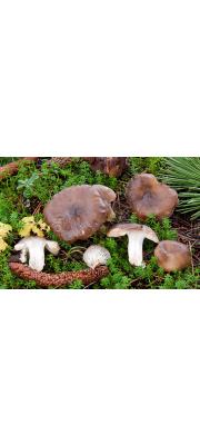 혀만가닥버섯 (Lyophyllum loricatum (Fr.) Kühn. ex Kalamees)