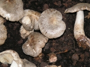 거북송이 (Tricholoma pardinum Quél.)