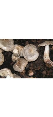 거북송이 (Tricholoma pardinum Quél.)