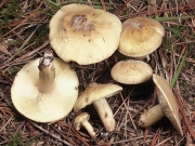 황토만가닥버섯 (Lyophyllum ochraceum (R. Haller Aar.) Schwobel & Reutter.)