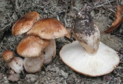 무리송이 (Tricholoma populinum Lge.)