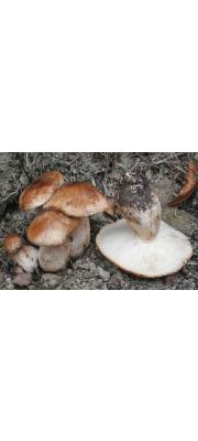 무리송이 (Tricholoma populinum Lge.)