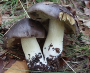 줄무늬송이 (Tricholoma portentosum (Fr.) Qüel.)