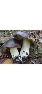 줄무늬송이 (Tricholoma portentosum (Fr.) Qüel.)