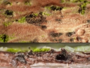 쌍배오리나무버섯 (Diaporthe alnea Fuckel.)