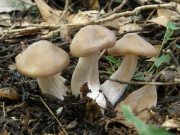 땅찌만가닥버섯 (Lyophyllum shimeji (Kawam.) Hongo)