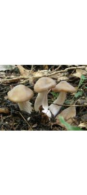 땅찌만가닥버섯 (Lyophyllum shimeji (Kawam.) Hongo)