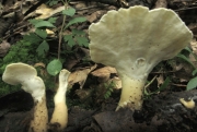 주걱유관버섯 (Abortiporus fractipes (Berk. & Curt.) Gilb. & Ryv.)