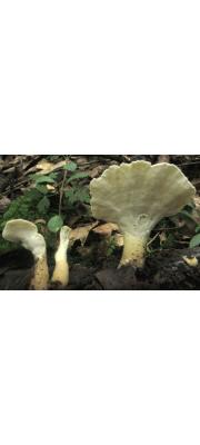 주걱유관버섯 (Abortiporus fractipes (Berk. &amp; Curt.) Gilb. &amp; Ryv.)