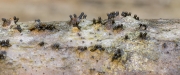 물집오리나무버섯 (Diaporthe pustulata (Desm.) Sacc.)