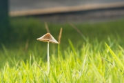 노란종버섯 (Conocybe apala (Fr.) Arnolds  > Conocybe lactea (J. Lange) Metrod > Agaricus apalus Fr.)