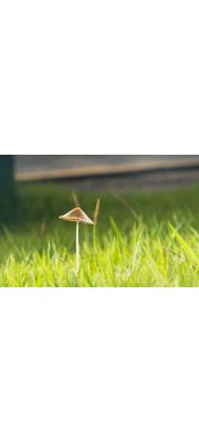 노란종버섯 (Conocybe apala (Fr.) Arnolds  > Conocybe lactea (J. Lange) Metrod > Agaricus apalus Fr.)
