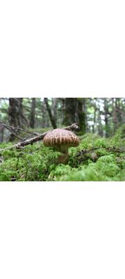 송이아재비 (Tricholoma robustum (Alb. &amp; Schwein.) Ricken)
