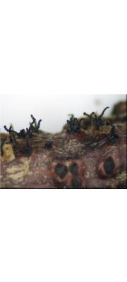 돌기오리나무버섯 (Diaporthe strumella (Fr.) Fuckel)