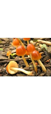 금빛종버섯 (Conocybe aurea (Schaeff.) Hongo  > Galera aurea Schaeff.)