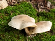 할미송이 (Tricholoma saponaceum (Fr.) P. Kumm.)