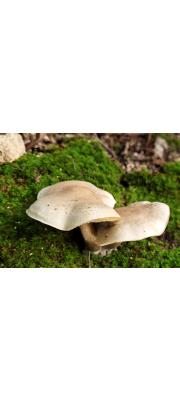 할미송이 (Tricholoma saponaceum (Fr.) P. Kumm.)
