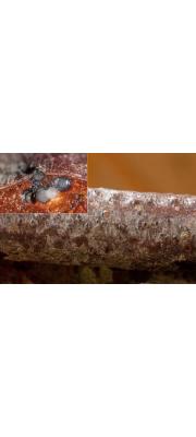 개암은포자버섯 (Cryptosporella corylina (Tul. &amp; C. Tul.) Mejia &amp; Castl.  > Cryptospora corylina (Tul. &amp; C. Tul.) Fuckel)