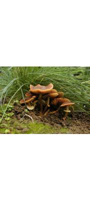 턱받이종버섯 (Conocybe filaris (Fr.) Kühn.)