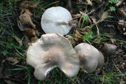 노란비늘송이 (richoloma scalpturatum (Fr.) Quél.)