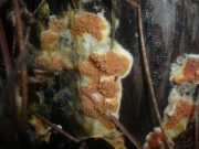 누비이불버섯 (Leucogyrophana pseudomollusca (Parm.) Parm.)