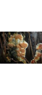누비이불버섯 (Leucogyrophana pseudomollusca (Parm.) Parm.)
