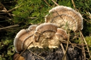 줄버섯 (Bjerkandera adusta (Willd.) P. Karst.)