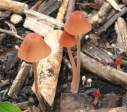 도토리종버섯(얇은종버섯) (Conocybe fragilis (Peck) Sing.)