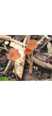 도토리종버섯(얇은종버섯) (Conocybe fragilis (Peck) Sing.)