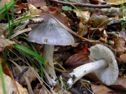 재비늘송이 (Tricholoma sciodes (Secr.) Martin)