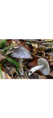 재비늘송이 (Tricholoma sciodes (Secr.) Martin)