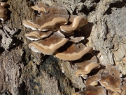 흰둘레줄버섯 (Bjerkandera fumosa (Pers.) P. Karst.)