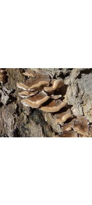 흰둘레줄버섯 (Bjerkandera fumosa (Pers.) P. Karst.)