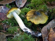쓴송이 (Tricholoma sejunctum (Sowerby) Quél.)