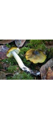 쓴송이 (Tricholoma sejunctum (Sowerby) Quél.)