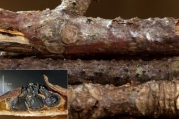 매듭자낭각버섯(매듭말굽포자버섯) (Prosthecium platanoidis (Pers.) Barr > Calosporella innesii (Curr.) Schr.)