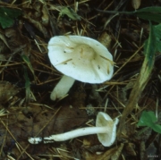 원뿔송이 (Tricholoma subacutum Peck)