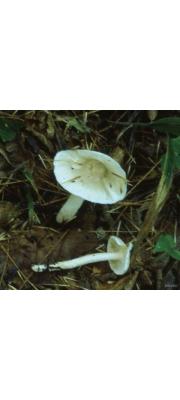 원뿔송이 (Tricholoma subacutum Peck)