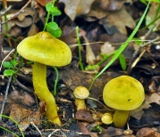 유황송이 (Tricholoma sulphureum (Bull.) P. Kumm. > Tricholoma sulphureum (Bull.) Kumm. var. sulphureum)