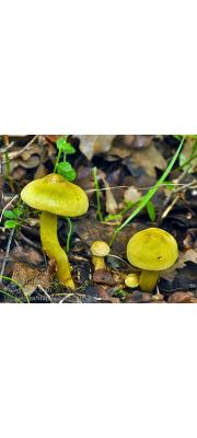 유황송이 (Tricholoma sulphureum (Bull.) P. Kumm. > Tricholoma sulphureum (Bull.) Kumm. var. sulphureum)