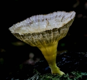 주름깔때기비늘버섯(깔때기비늘버섯) (Cymatoderma caperatum (Berk. & Mont.) Reid  > Cladoderris caperata)