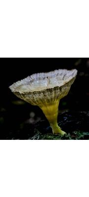 주름깔때기비늘버섯(깔때기비늘버섯) (Cymatoderma caperatum (Berk. &amp; Mont.) Reid  > Cladoderris caperata)