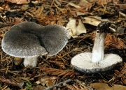 땅송이 (Tricholoma terreum (Schaeff.) P. Kumm.  > Tricholoma myomyces (Pers.) J.E. Lange)