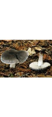 땅송이 (Tricholoma terreum (Schaeff.) P. Kumm.  > Tricholoma myomyces (Pers.) J.E. Lange)