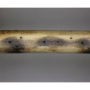 술잔껍질버섯 (Chitonospora ammophila Bomm., Rouss. & Sacc.)
