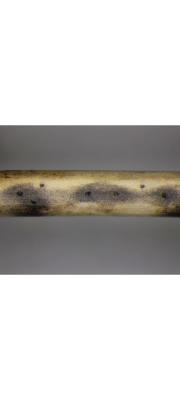 술잔껍질버섯 (Chitonospora ammophila Bomm., Rouss. &amp; Sacc.)