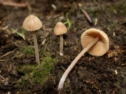 민들레건초종버섯 (Conocybe fuscimarginata (Murr.) Sing.)